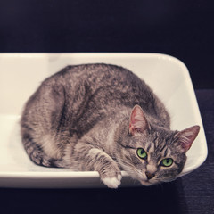 The cat lies in a white sink awaiting washing, the concept of disinfection in the epidemic of coronavirus