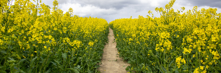 Clear path among the bio field with still growing up and unopened yellow flowers. Photo before the sunset hour. Peaceful nature. Beautiful background. Concept image.