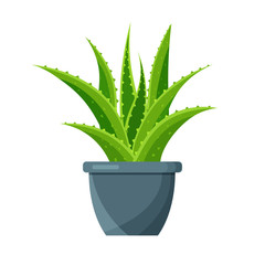 Bright aloe vera in a flower pot isolated on white background. Green houseplant icon. Vector illustration in a flat trendy style.