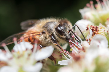 Honey Bee pollinating in spring flower.