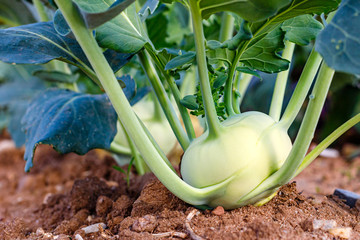 Green Kohlrabi ( German turnip cabbage ) in garden bed in vegetable field. Kohlrabi cabbage plant...