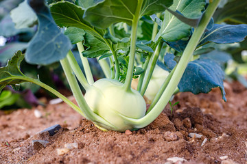Green Kohlrabi ( German turnip cabbage ) in garden bed in vegetable field. Kohlrabi cabbage plant...