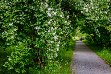 Obraz premium Garden Jasmine arch alley with white flowers. Philadelphus incanus (hairy mock orange ) blossom in german park
