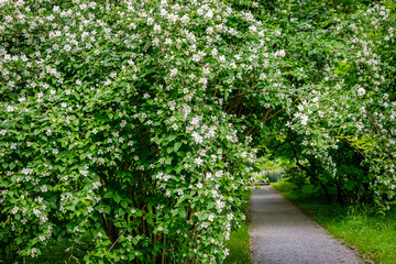 Garden Jasmine arch alley with white flowers. Philadelphus incanus (hairy mock orange ) blossom in german park