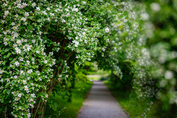 Fototapeta premium Garden Jasmine arch alley with white flowers. Philadelphus incanus (hairy mock orange ) blossom in german park