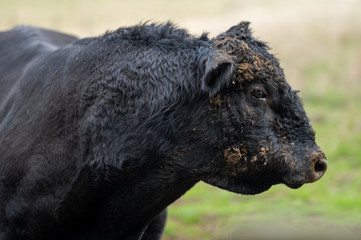 cattle grazing on grass