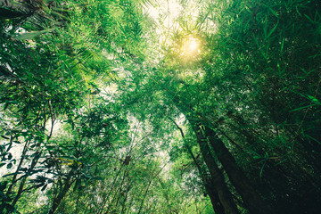 Bamboo forest has a little sunshine, vintage tone
