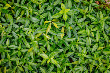 Vinca Minor (Periwinkle) Plant with small green leaves. Popular Ground Cover, green  live wall, top view