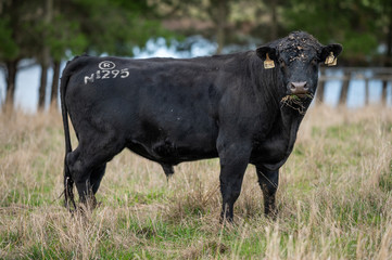 cattle grazing on grass