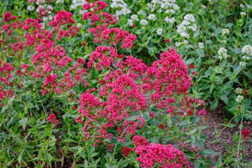 Centranthus ruber 'Albus' red valerian  flowers in herb garden. Flowering valerian plant in meadow.