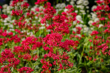 Centranthus ruber 'Albus' red valerian  flowers in herb garden. Flowering valerian plant in meadow.