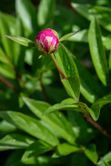 Peony plant after a rain, rain drops and dark pink bud ready to bloom
