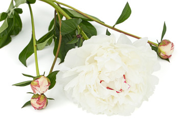 White flower of peony, isolated on white background © kostiuchenko