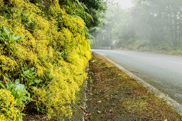 A scattering of beautiful yellow flowers along the forest roadside vanishing in the fog. A warm...