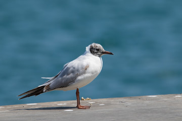 Black-headed Gull - Chroicocephalus Ridibundus . Close up view of white seagull in front of blue  background.