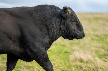cattle grazing on grass