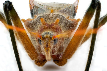 Extreme Macro Of A Pod-Sucking Bug