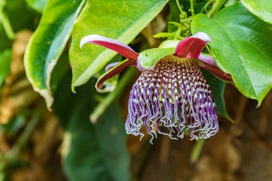Blooming passion flower with red bloom - passiflora - on green leaves. Passiflora, known also as the passion flowers or passion vines, is a genus of about 550 species of flowering plants. Tenerife