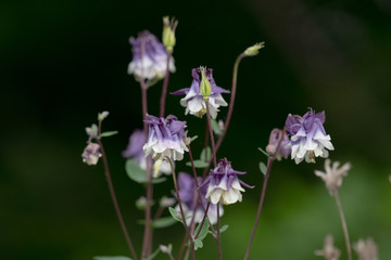 Akelei: eine filigrane, anspruchslose, meist im Mai blühendes Hahnenfußgewächs