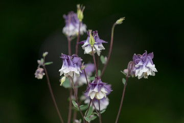 Akelei: eine filigrane, anspruchslose, meist im Mai blühendes Hahnenfußgewächs