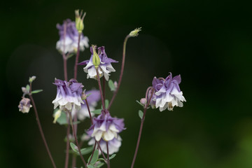 Akelei: eine filigrane, anspruchslose, meist im Mai blühendes Hahnenfußgewächs
