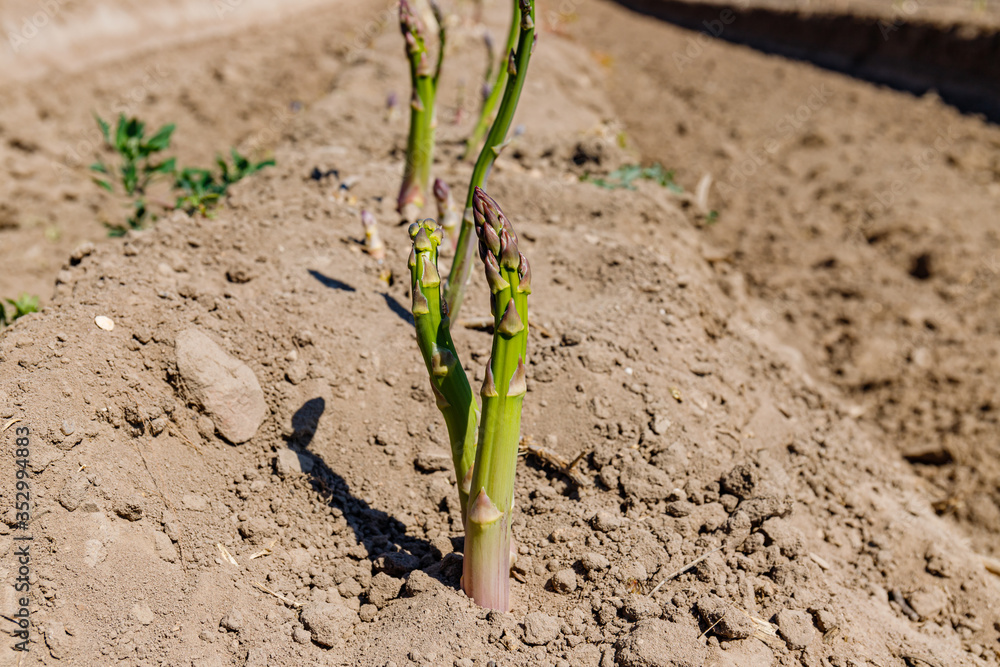 Sticker Green asparagus plant in garden bed. Agricultural field with green young asparagus sprouts on sandy soil, close up. Gardening  background, close up