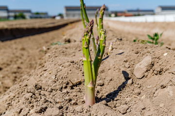Green asparagus plant in garden bed. Agricultural field with green young asparagus sprouts on sandy soil, close up. Gardening  background, close up