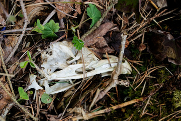Bird skull in the nature next to branches, leaves and moss