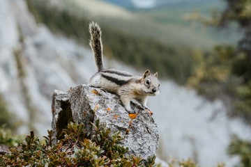Close up/detailed view of cute little chipmunk isolated posing sitting on the rock in Canadian Rockies. Green forest natural background. East End of Rundle trail, Canmore, Canada