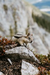 Close up/detailed view of cute little chipmunk isolated posing sitting on the rock in Canadian Rockies. Green forest natural background. East End of Rundle trail, Canmore, Canada