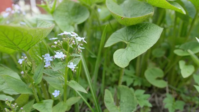 brunner blooms in small blue flowers