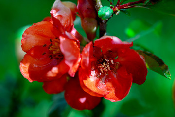 Macro photo of a beautiful Japanese quince flowers blooming in springtime in the garden outdoors