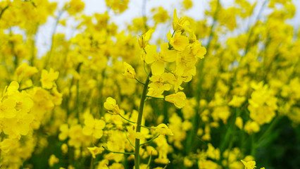 Close-up of apeseed field. Yellow flowers. The bee collects pollen. Defocused background. Countryside concept.