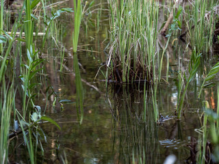 wild reeds in the water