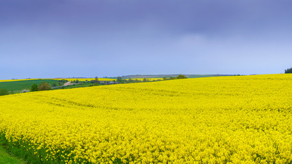 Yellow field during rapeseed bloom and dramatic sky at the end of May. Countryside concept.