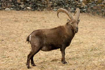 mountain goat on a rock