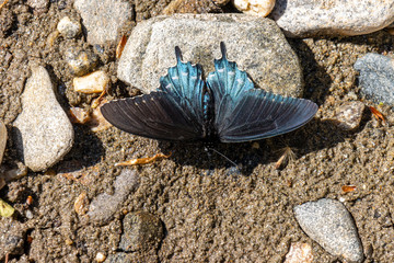 blue butterfly on the stone