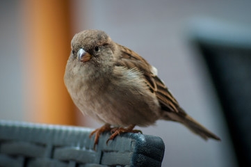 sparrow on a fence