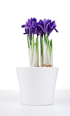Potted purple iris flowers isolated on a white background.