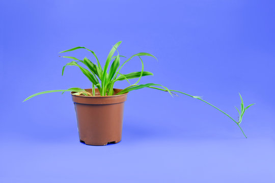 Chlorophytum or Spider plant in the pot on a purple background.