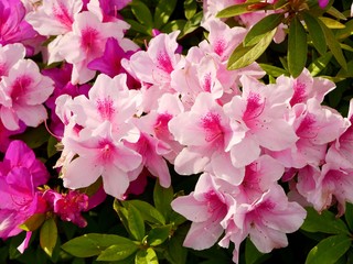 pink hydrangea flowers