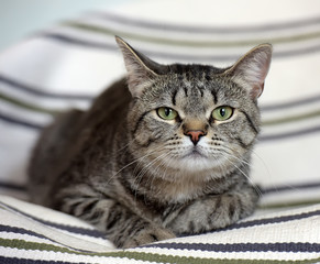 gray striped cat with green eyes