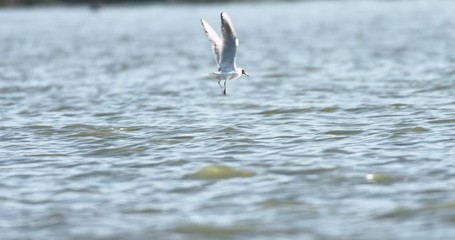 Seagulls flying over the water. Birds and wildlife ecology research, breeding bird monitoring. Urban wildlife ecology and conservation worldwide. Ecological landscapes and urban wildlife programs