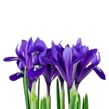 Purple Iris Flowers Isolated On A White Background.