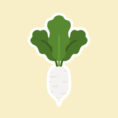 white radish flat design vector illustration isolated on color background, cartoon style, Vegetable vector. vegetarian vegan illustration . can use for  culinary, food, restaurant