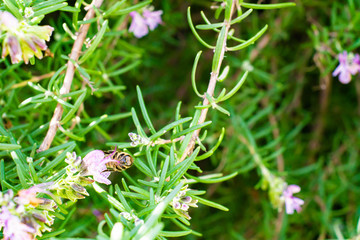 bee on a flower