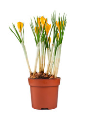 Potted yellow crocus flowers isolated on a white background.