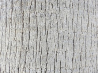 tree bark texture background