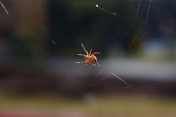 Spider spins its web