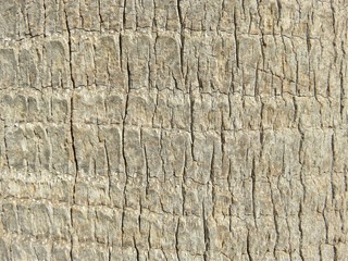 A background of a palm tree bark